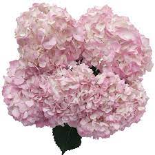 Light Pink Hydrangea